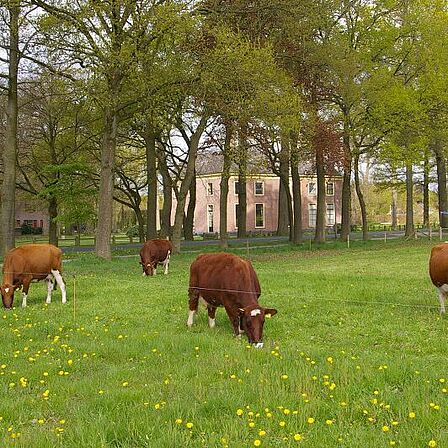 Landhuis Kernhem met koeien