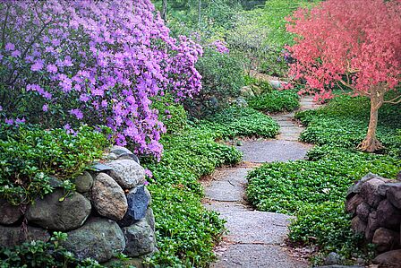 Tuin met planten en een looppad van stenen